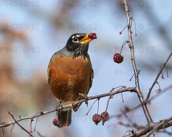 American robin (Turdus migratorius)