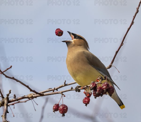 Cedar waxwing (Bombycilla cedrorum) eating red crabapples