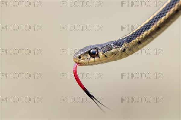 Common garter snake (Thamnophis sirtalis) with tongue out