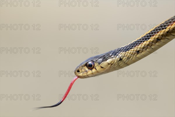 Common garter snake (Thamnophis sirtalis) with tongue out