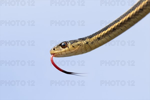 Common garter snake (Thamnophis sirtalis) with tongue out