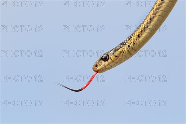 Common garter snake (Thamnophis sirtalis) with tongue out