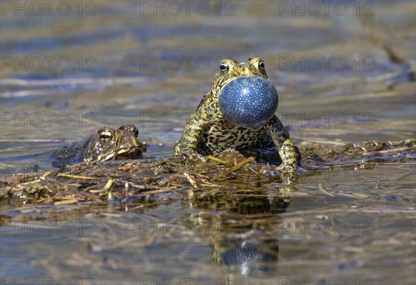 American toad (Anaxyrus americanus)