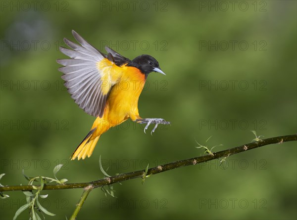 Baltimore oriole (Icterus galbula)