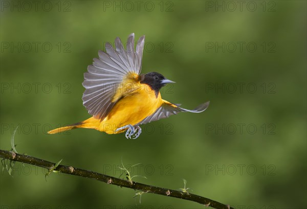 Baltimore oriole (Icterus galbula)