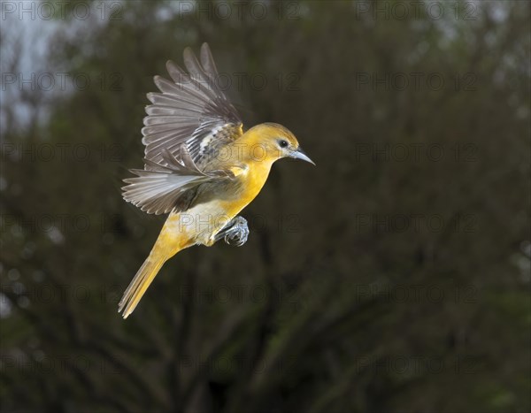 Baltimore oriole (Icterus galbula)