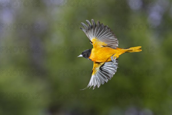 Baltimore oriole (Icterus galbula)