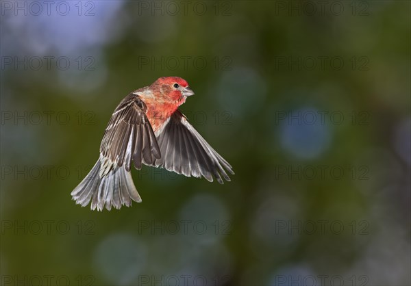 House finch (Haemorhous mexicanus)