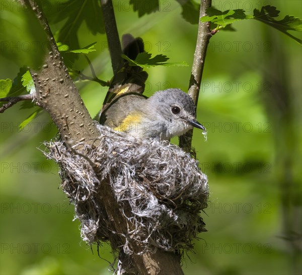 American redstart (Setophaga ruticilla)