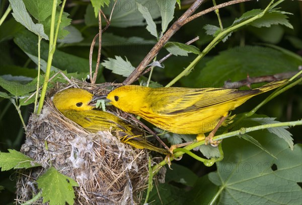 Yellow warbler (Setophaga petechia)