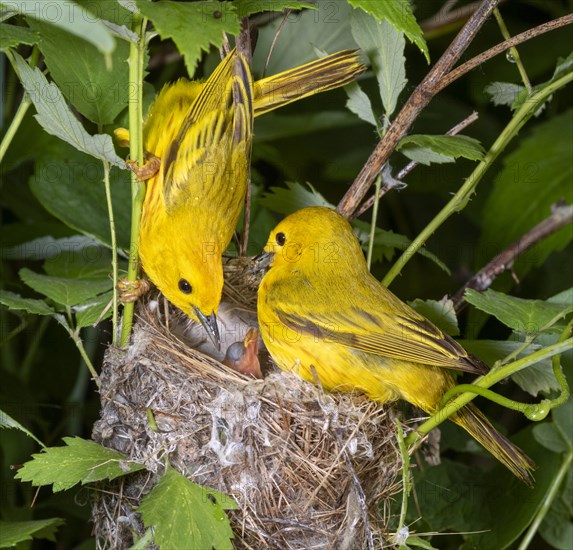 Yellow warblers (Setophaga petechia)