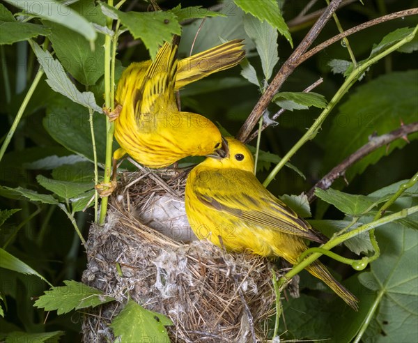 Yellow warbler (Setophaga petechia)