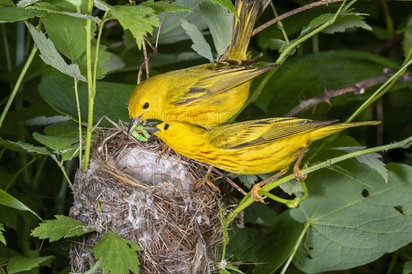 Yellow warbler (Setophaga petechia)