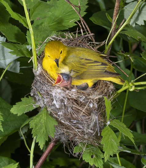 Yellow warbler (Setophaga petechia)