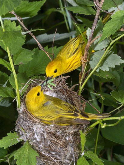 Yellow warbler (Setophaga petechia)