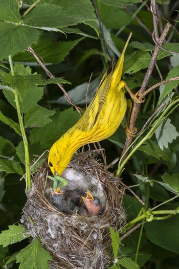 Yellow warbler (Setophaga petechia)