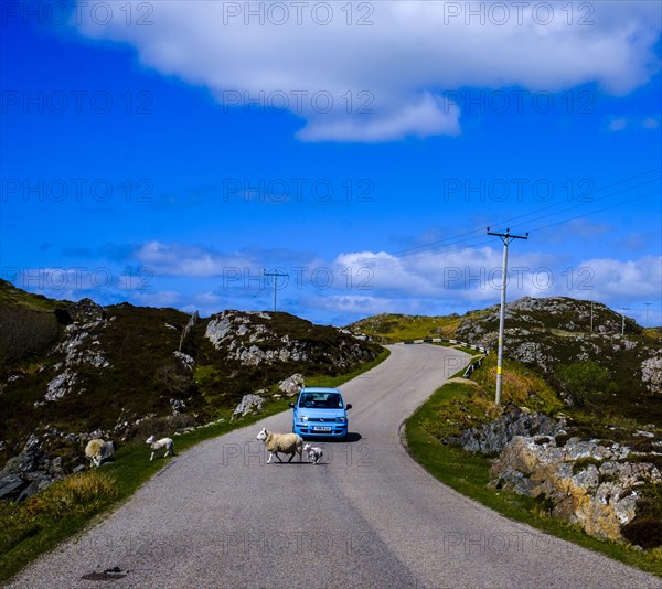 Car waits as sheep with lamb cross the street