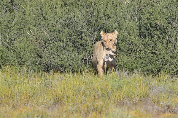 Lioness (Panthera leo)