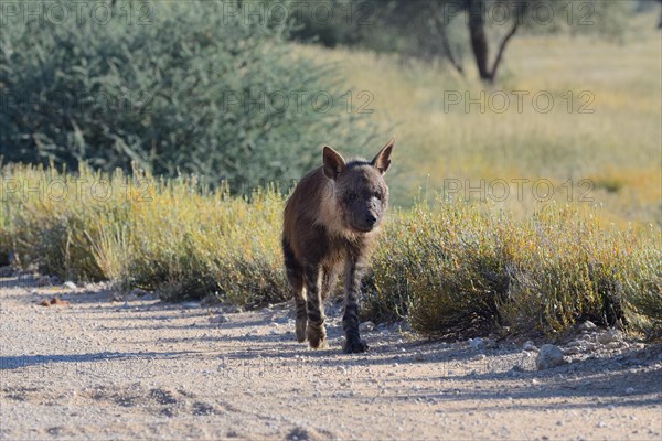 Brown hyena (Hyaena brunnea)