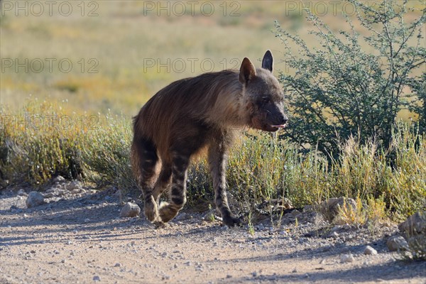 Brown hyena (Hyaena brunnea)