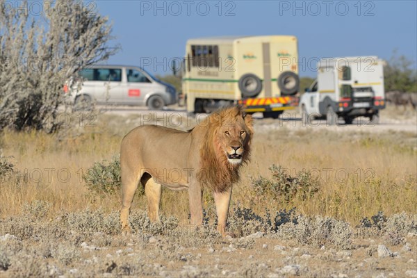 Lion (Panthera leo)