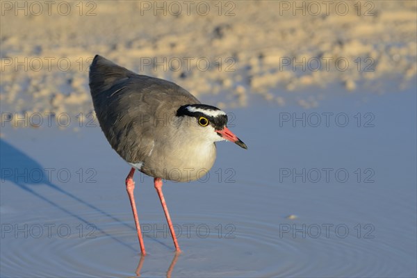 Crowned lapwing (Vanellus coronatus)