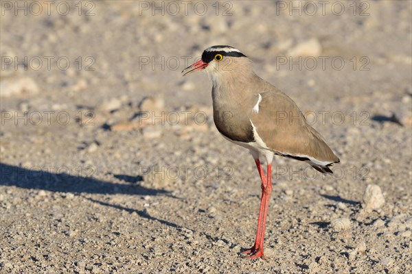 Crowned lapwing (Vanellus coronatus)