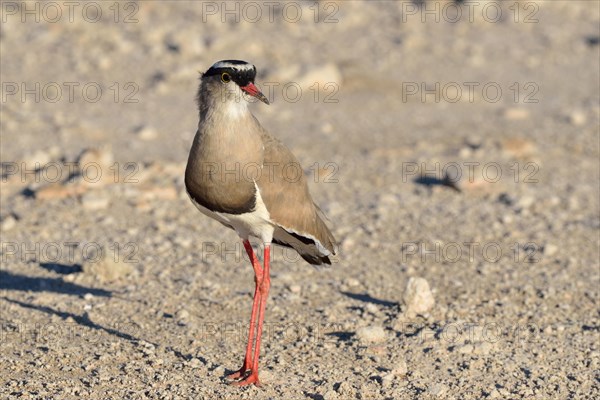 Crowned lapwing (Vanellus coronatus)