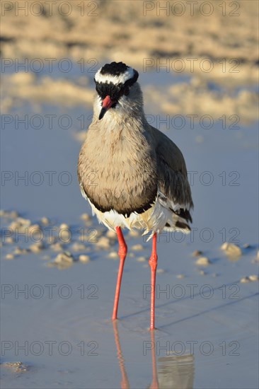 Crowned lapwing (Vanellus coronatus)