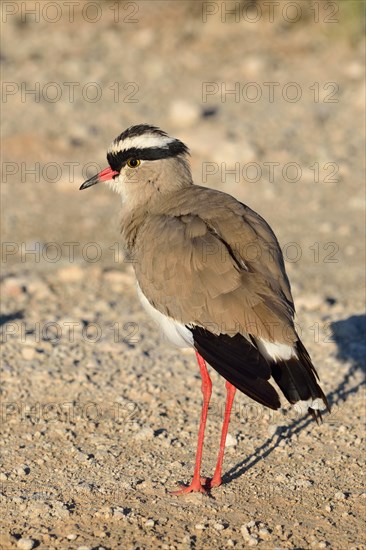 Crowned lapwing (Vanellus coronatus)