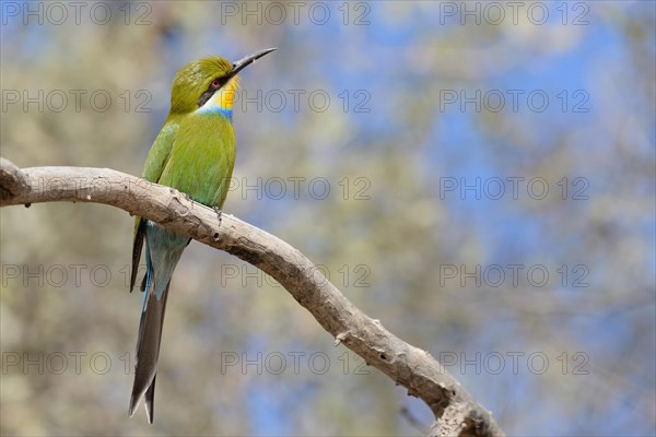 Swallow-tailed bee-eater (Merops hirundineus)