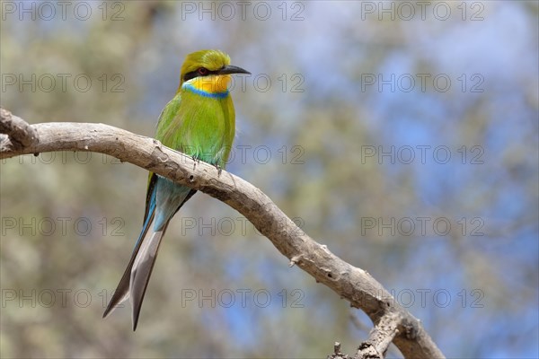 Swallow-tailed bee-eater (Merops hirundineus)