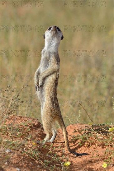 Meerkat (Suricata suricatta)