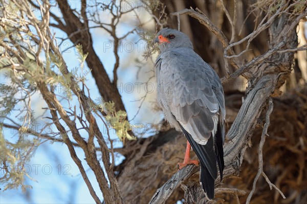 Pale chanting goshawk (Melierax canorus)