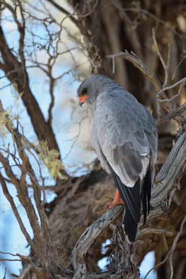 Pale chanting goshawk (Melierax canorus)