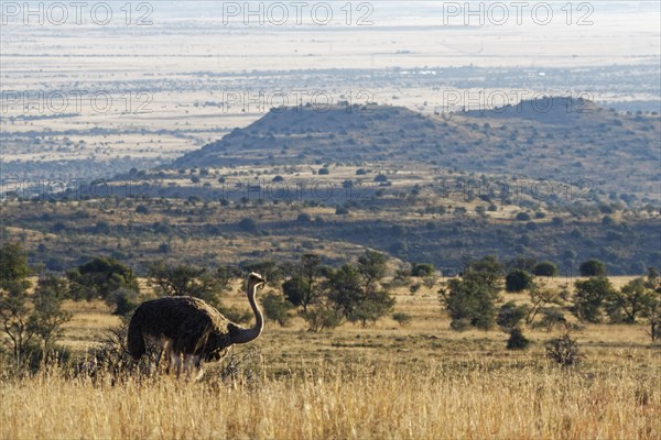 South African ostrich (Struthio camelus australis)