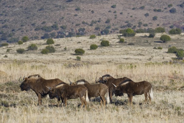 Black wildebeests (Connochaetes gnou)