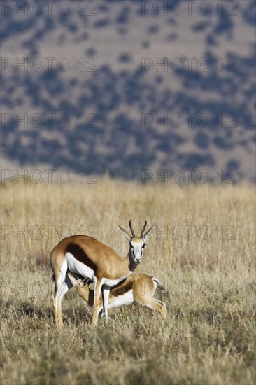 Springboks (Antidorcas marsupialis)