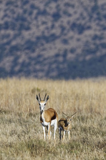 Springboks (Antidorcas marsupialis)