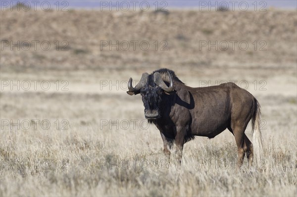 Black wildebeest (Connochaetes gnou)