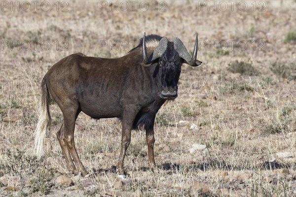 Black wildebeest (Connochaetes gnou)