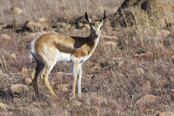 Springbok (Antidorcas marsupialis)