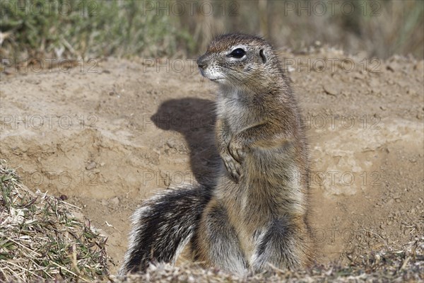 Cape ground squirrel (Xerus inauris)