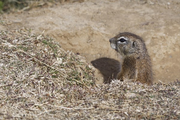 Cape ground squirrel (Xerus inauris)