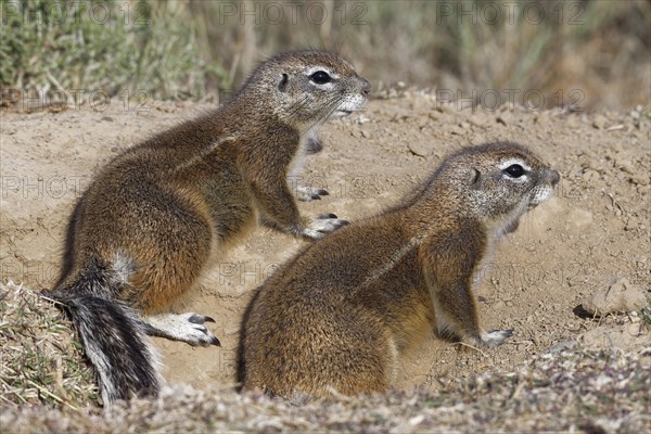 Cape ground squirrels (Xerus inauris)