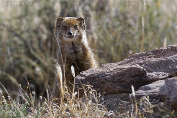 Yellow mongoose (Cynictis penicillata)