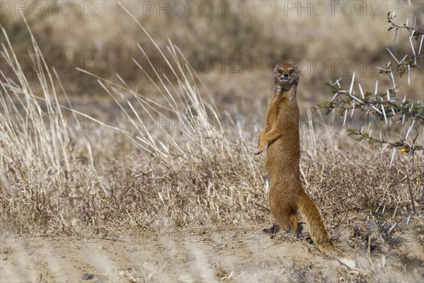 Yellow mongoose (Cynictis penicillata)