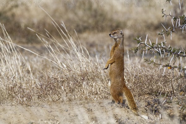 Yellow mongoose (Cynictis penicillata)