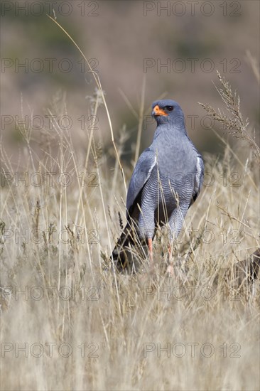 Pale chanting goshawk (Melierax canorus)