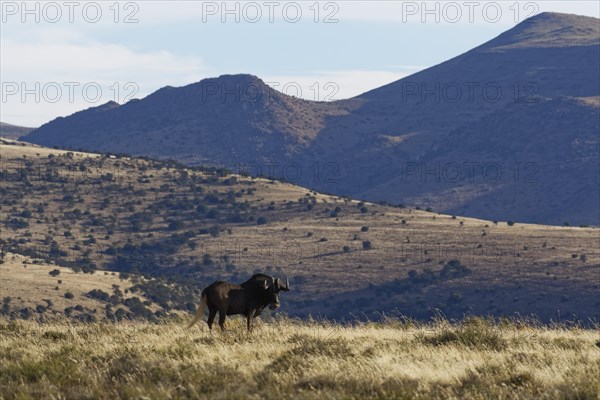 Black wildebeest (Connochaetes gnou)